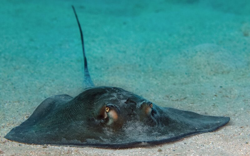 Stingray on Sandy Seabed