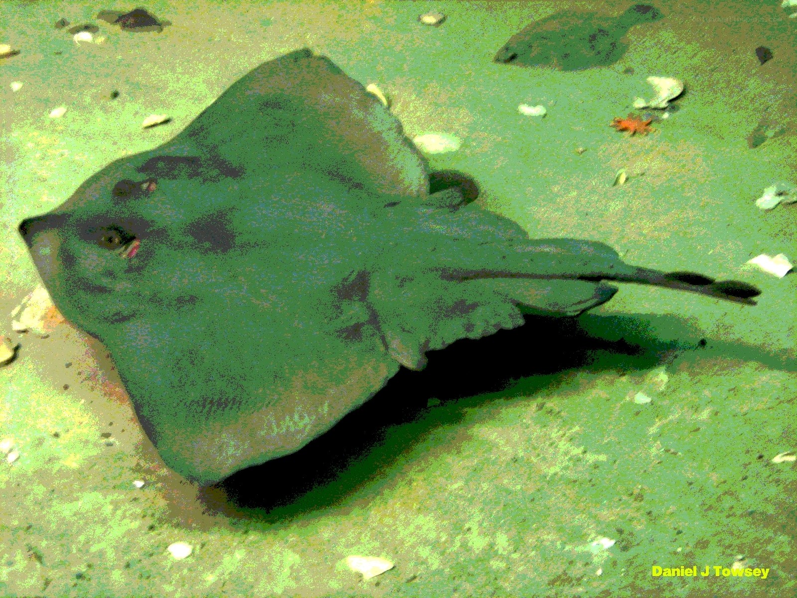 Stingray on the ocean floor