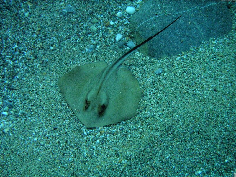 Stingray on the ocean floor