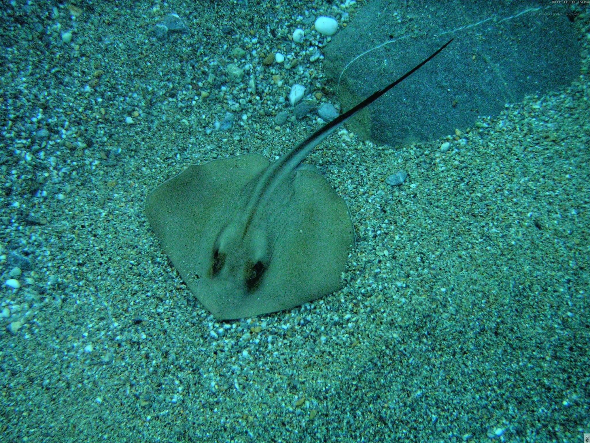 Stingray on the ocean floor