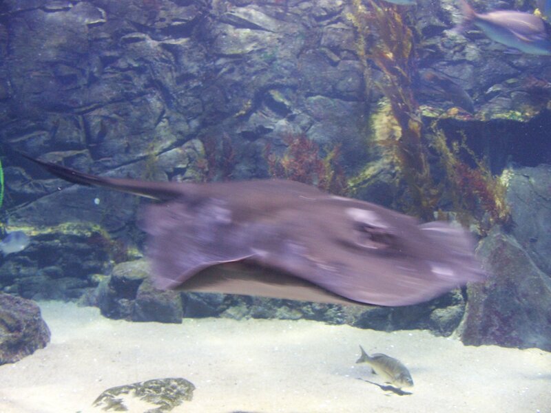 Stingray Swimming in Aquarium — Gray