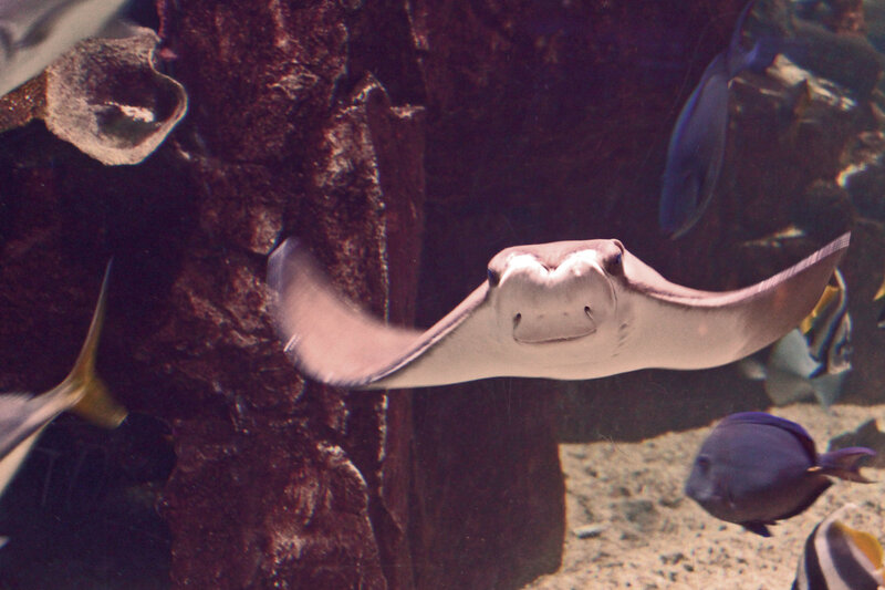 Stingray Swimming in Aquarium