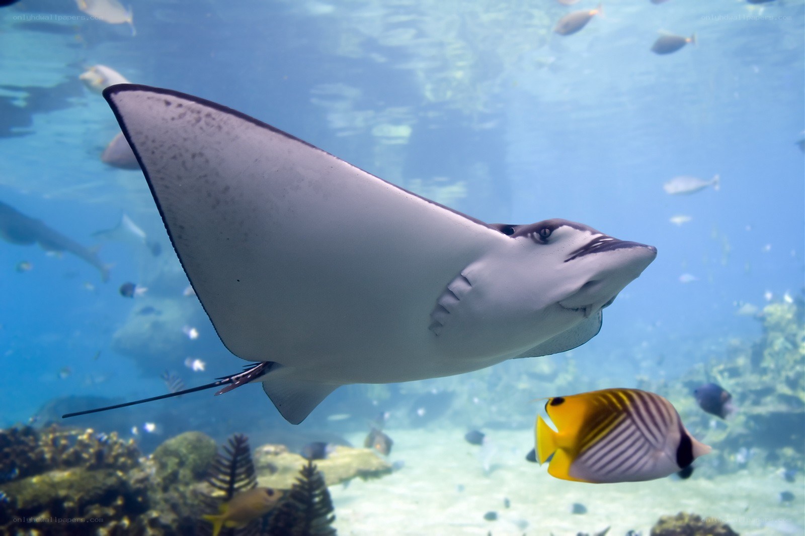 Stingray swimming in coral reef