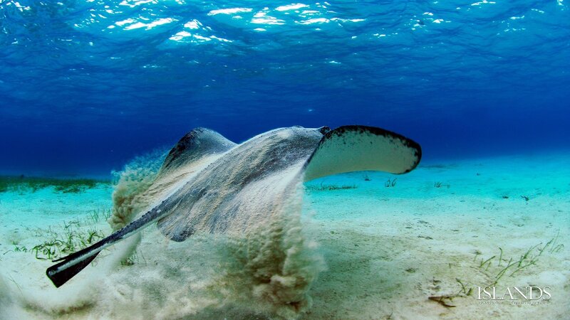 Stingray swimming underwater