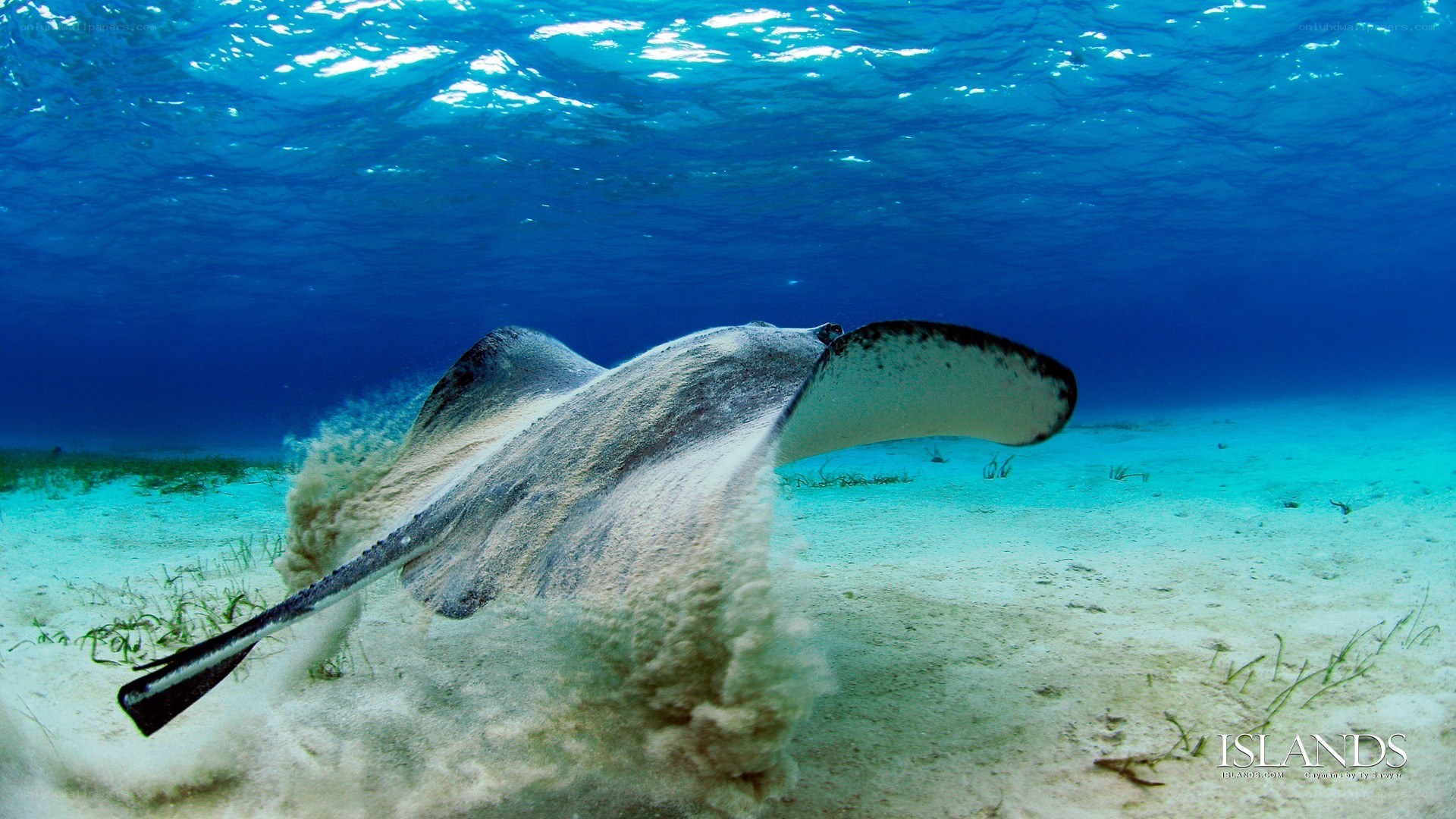 Stingray swimming underwater