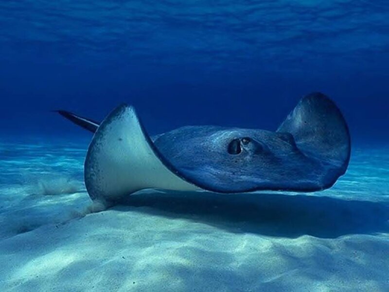 Stingray Swimming Underwater — Blue