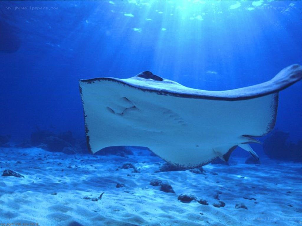 Stingray swimming underwater