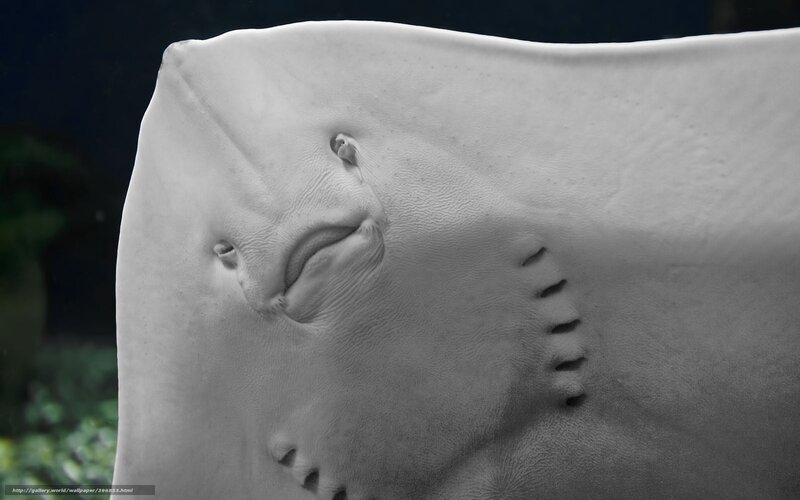 Stingray Underbelly