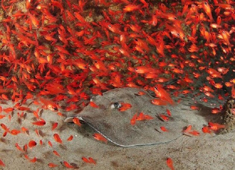 Stingray with Fish