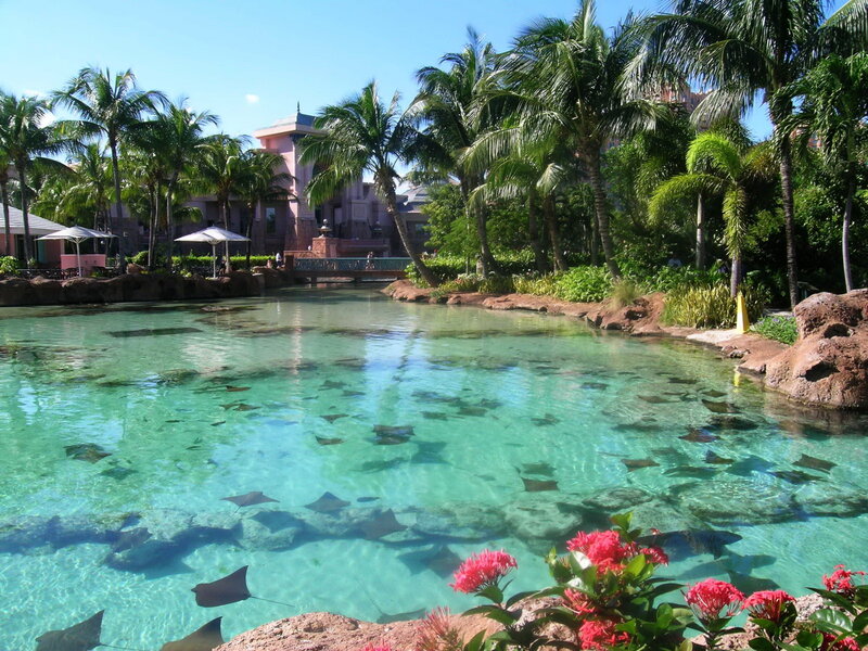 Stingrays in Clear Water