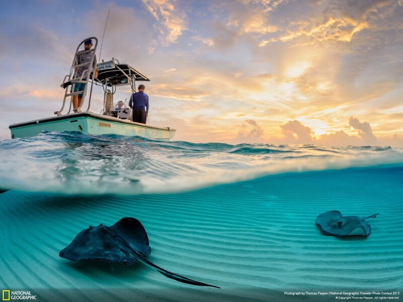 Stingrays in Shallow Water — Blue
