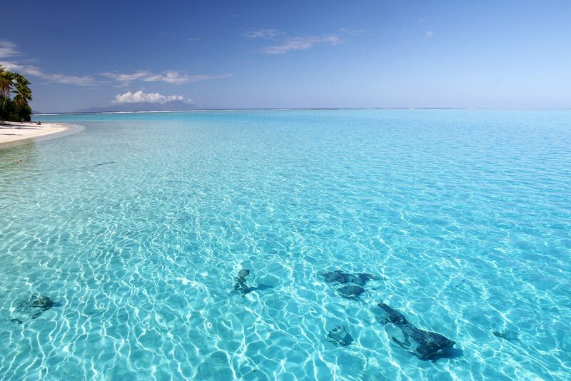 Stingrays in Shallow Water