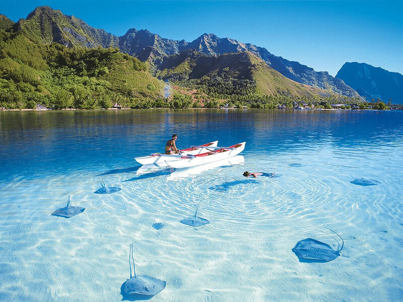 Stingrays in tropical lagoon