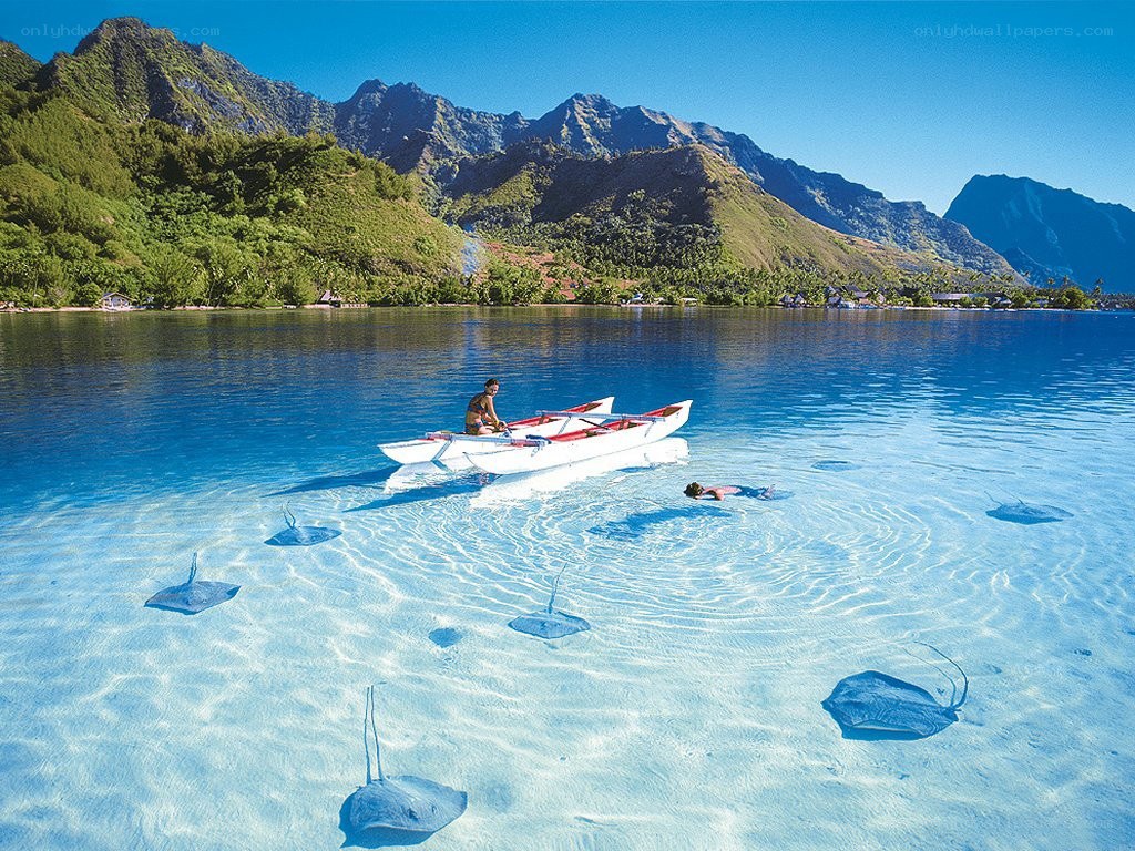 Stingrays in tropical lagoon