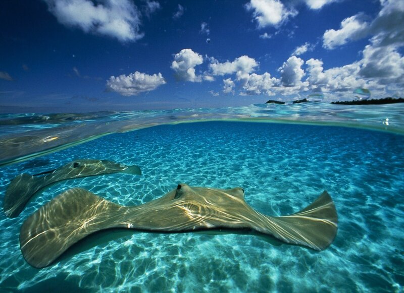 Stingrays swimming in clear blue water