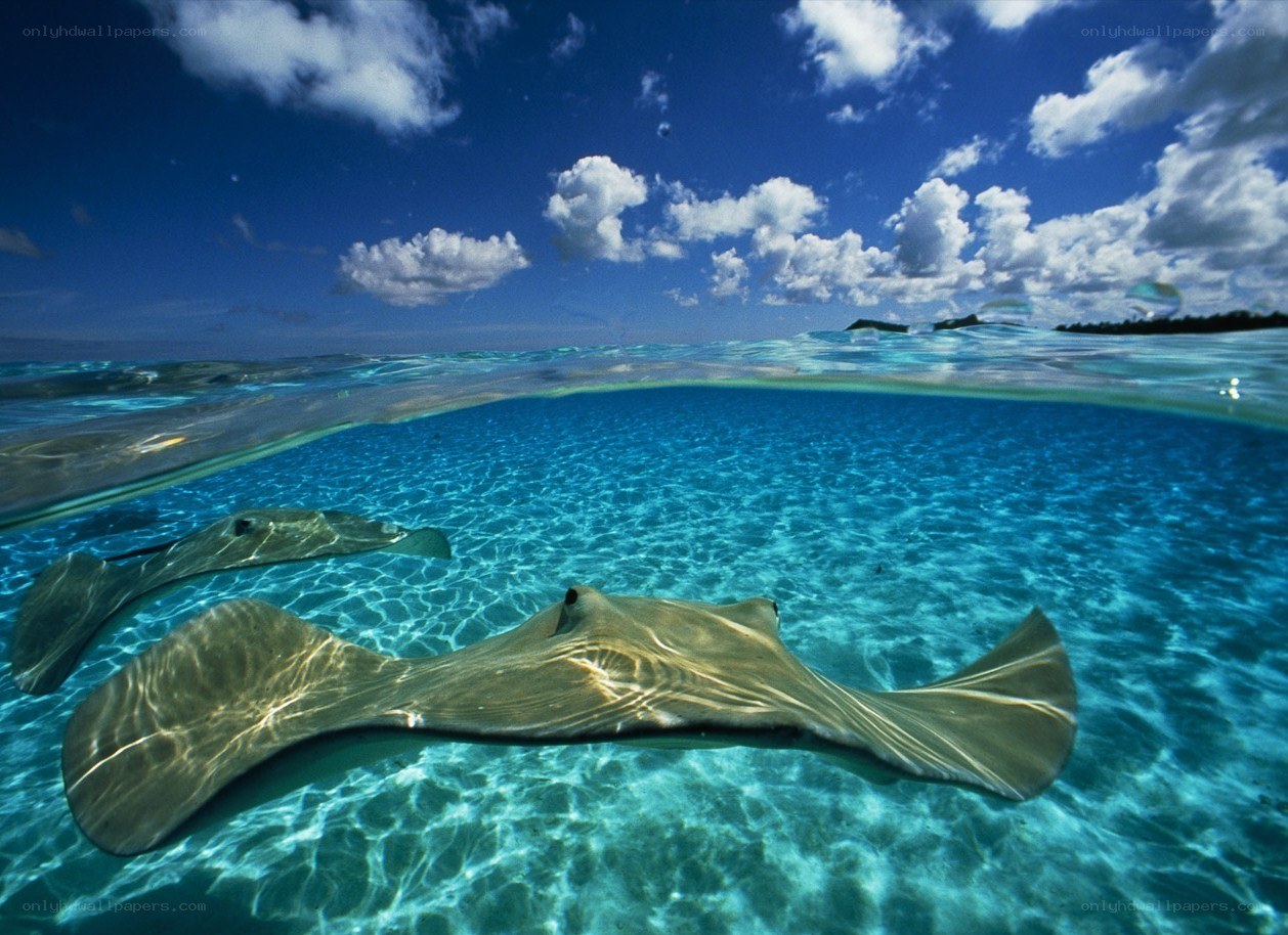 Stingrays swimming in clear blue water