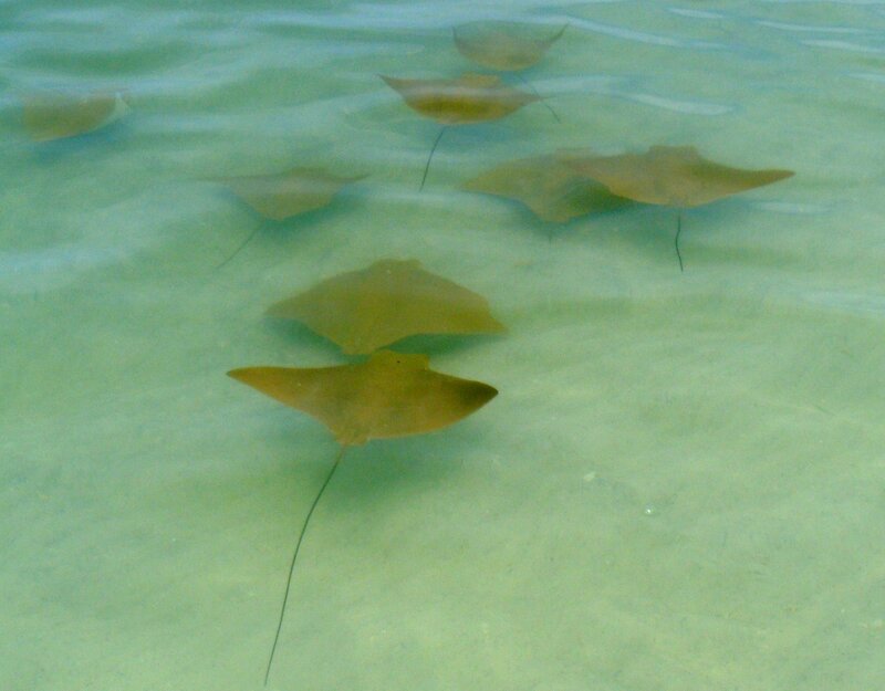 Stingrays Swimming