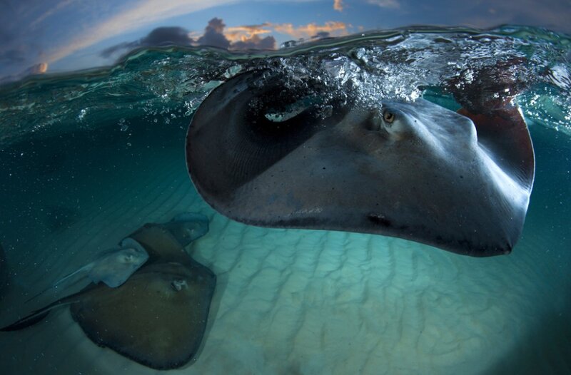 Stingrays Swimming Underwater