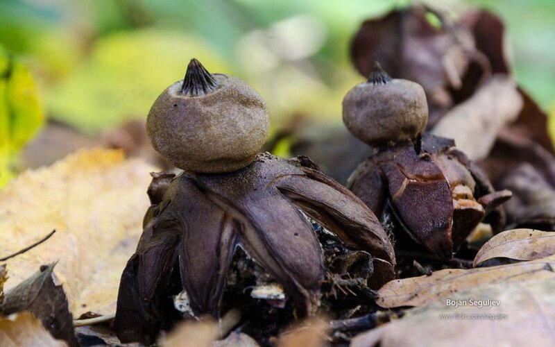 Stinkhorn Mushrooms