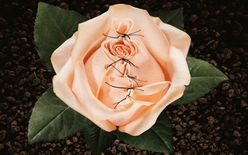 Stitched rose on soil