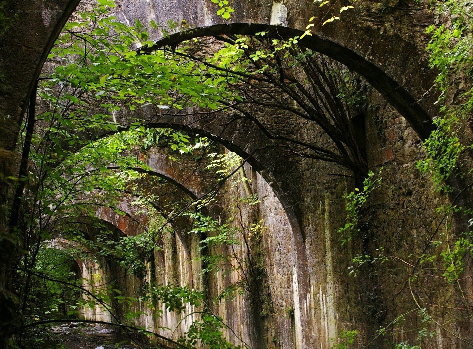 Stone arches in a forest tunnel
