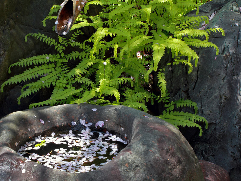stone basin with cherry blossoms
