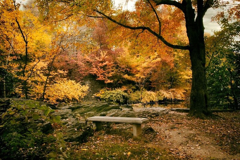 Stone Bench in Autumn Forest