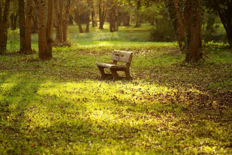 Stone Bench in Forest