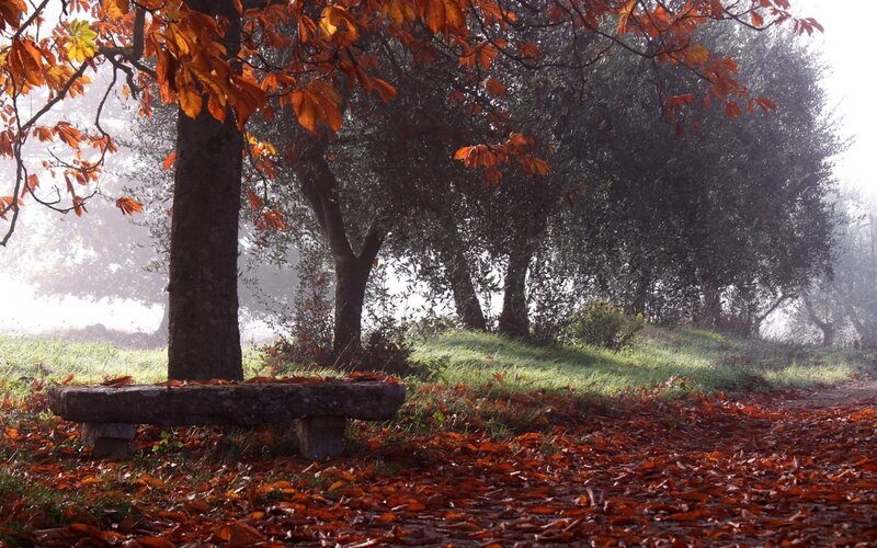Stone Bench under Trees — Orange, Serene