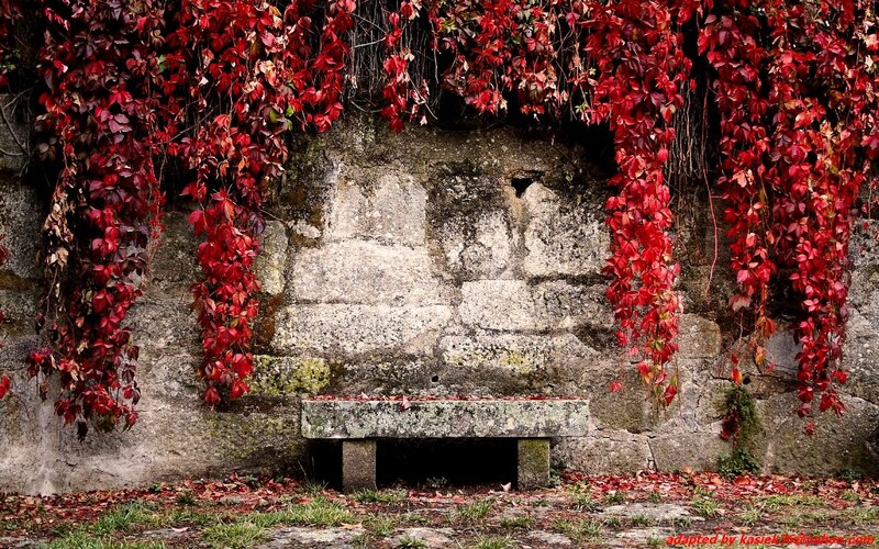 Stone Bench with Ivy