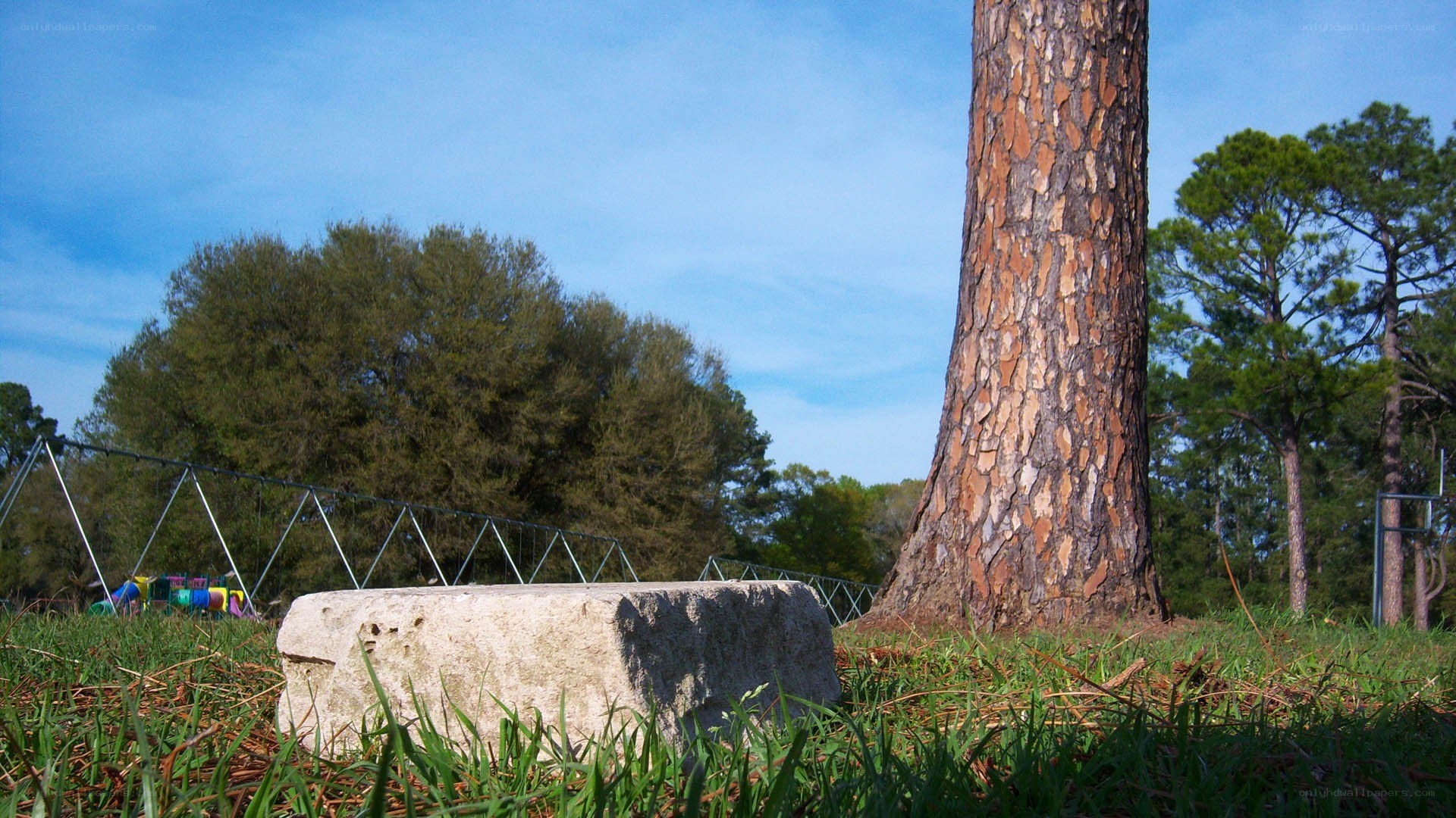 Stone block near tree in park