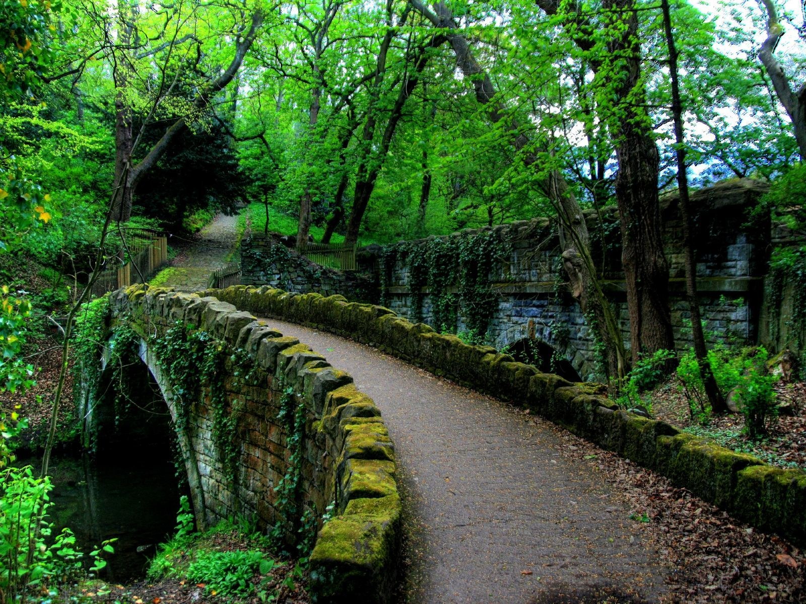 Stone bridge in a lush forest