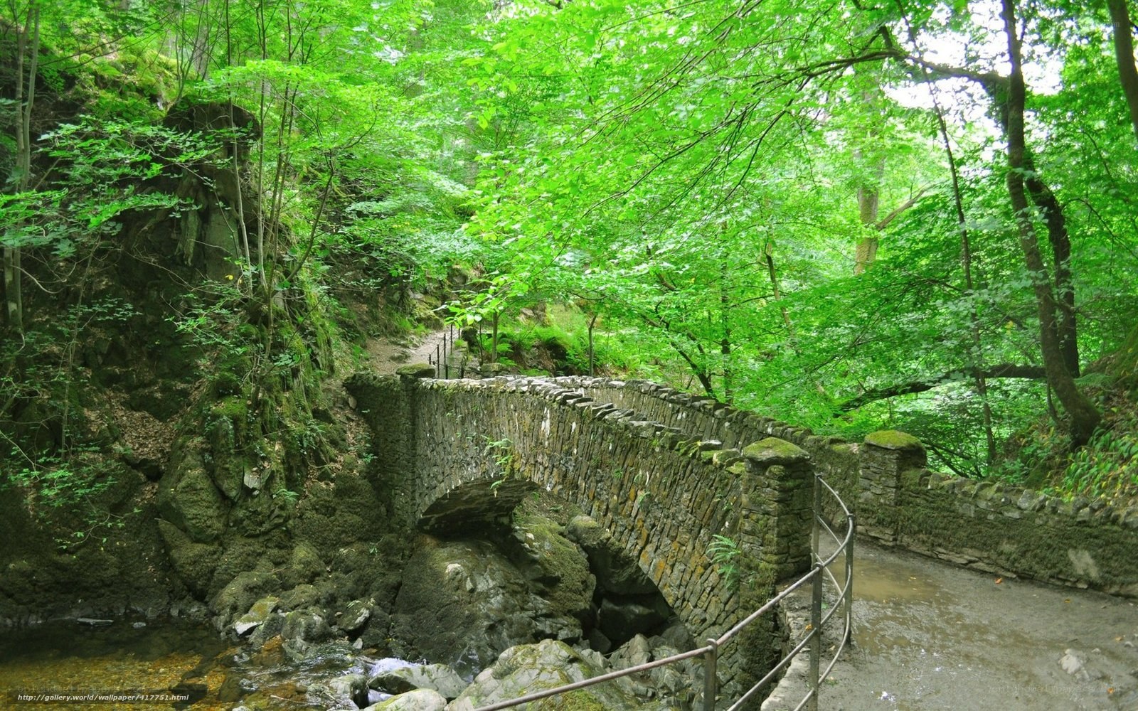 Stone bridge in a lush forest