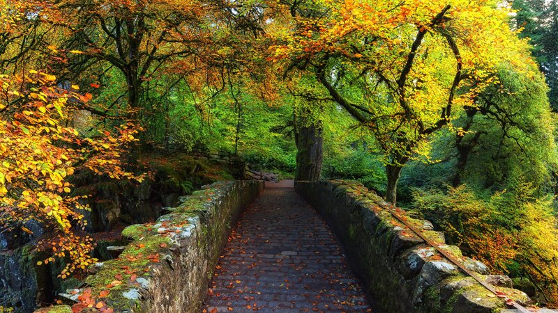 Stone Bridge in Autumn Forest — Green