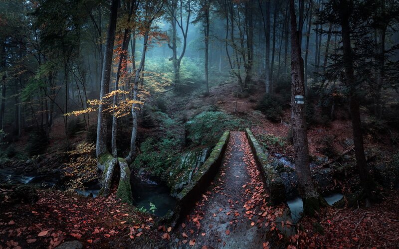 Stone Bridge in Forest — Green, Misty, Autumn