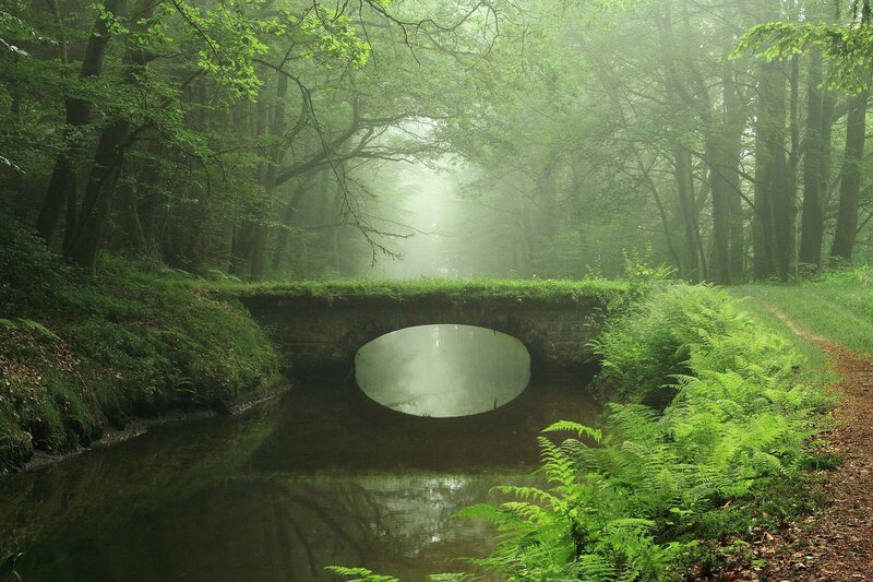 Stone Bridge in Forest — Green, Misty, Morning