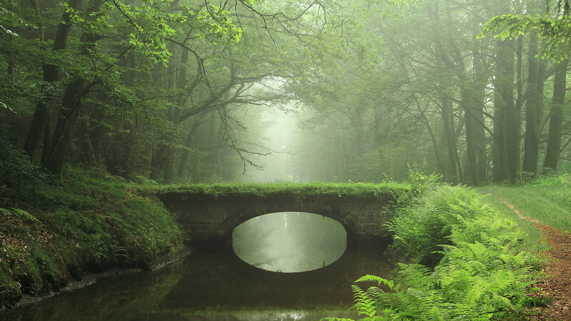 Stone Bridge in Forest — Green, Misty