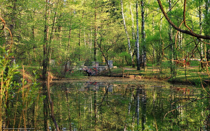 Stone Bridge in Forest — Green, Serene, Spring, Photograph