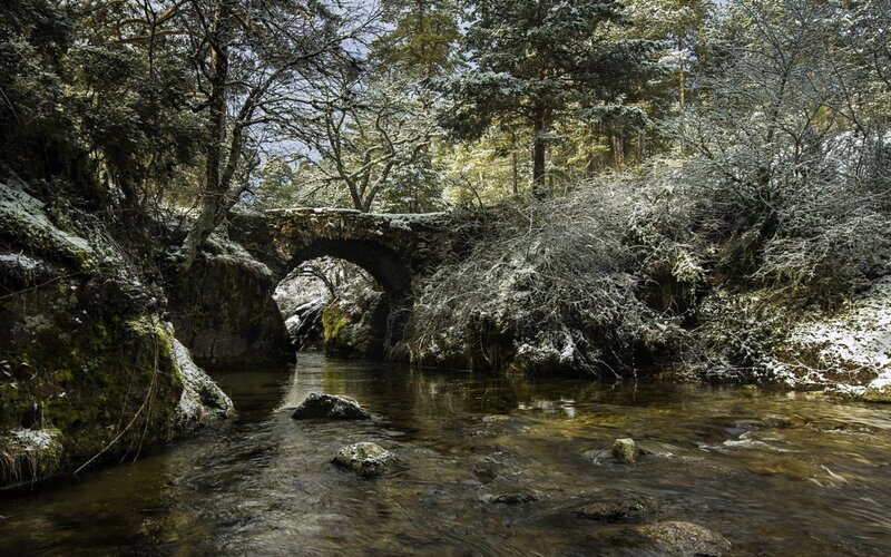 Stone Bridge in Forest — Green, Serene, Winter