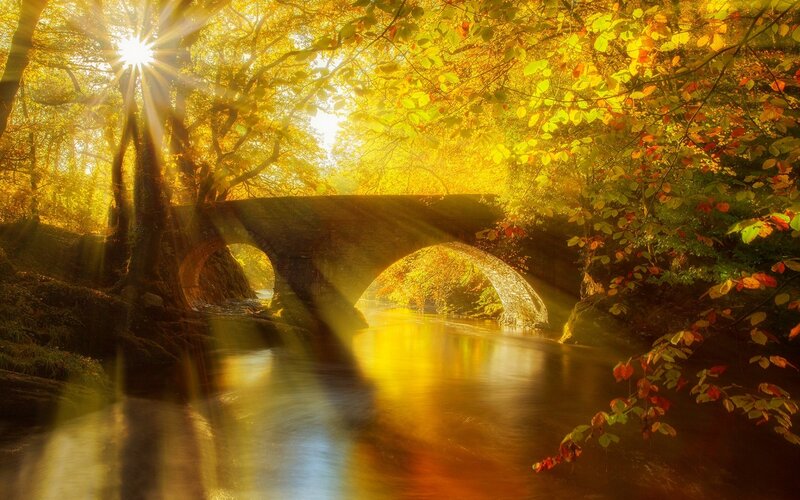 Stone Bridge in Forest — Yellow