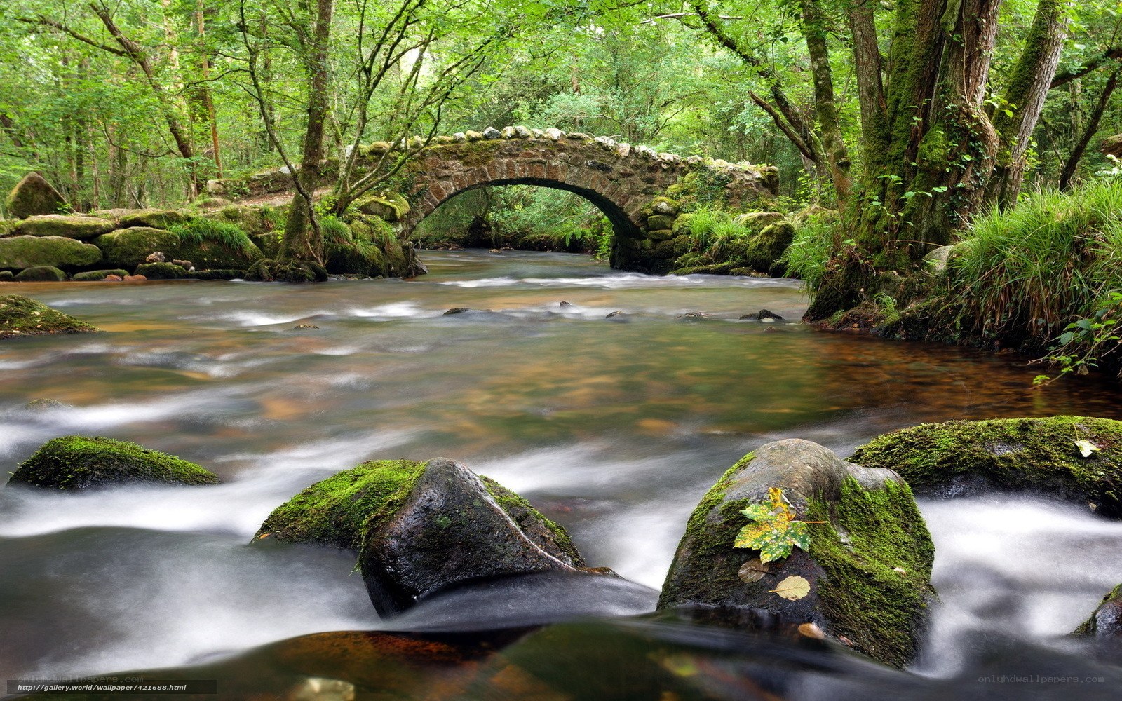 Stone bridge over forest stream