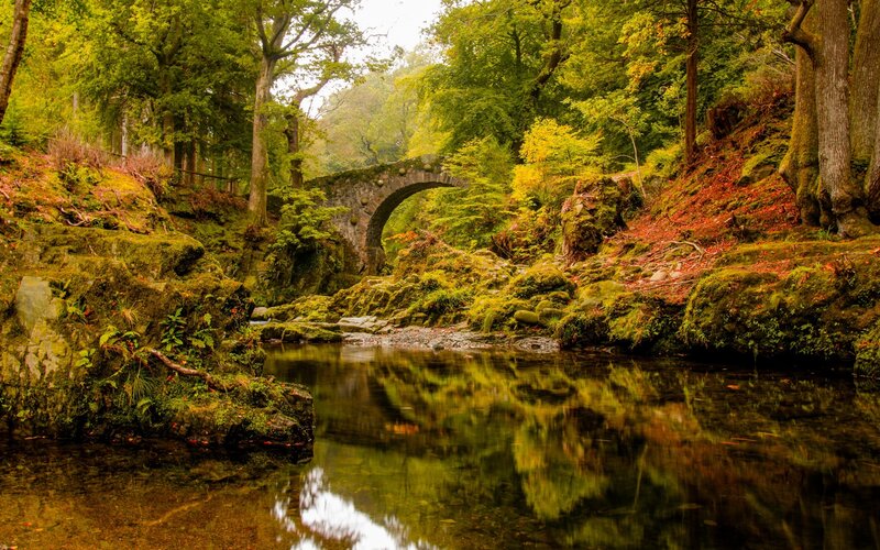 Stone Bridge over Stream — Green, Serene, Autumn, Photograph, Forest