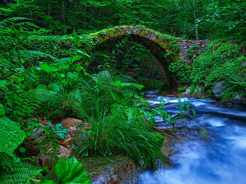 Stone Bridge over Stream — Green, Serene, Photograph, Forest