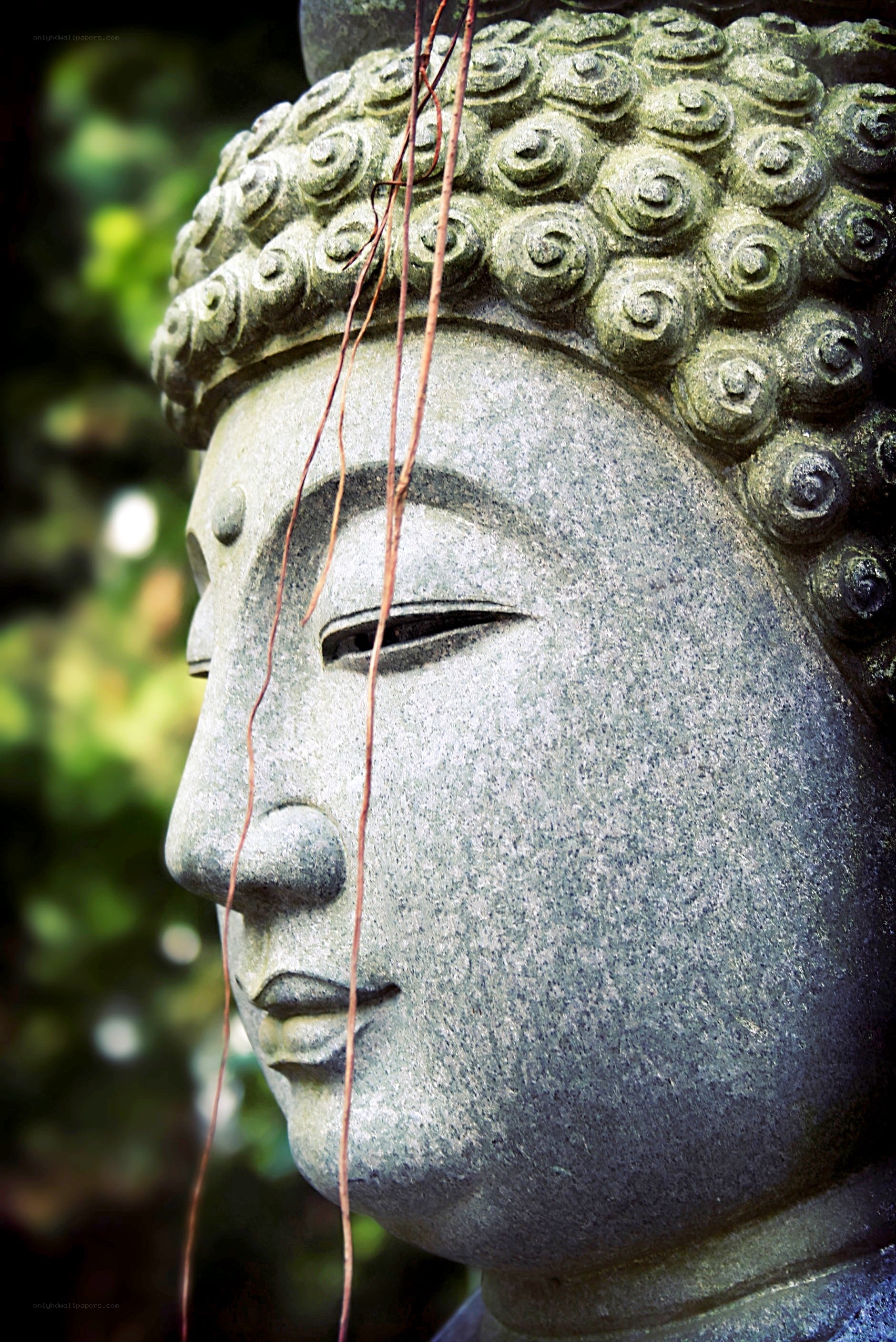 Stone Buddha head in profile