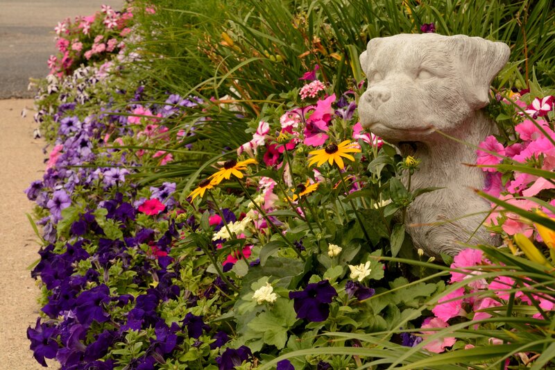 Stone Dog Statue in Flowers