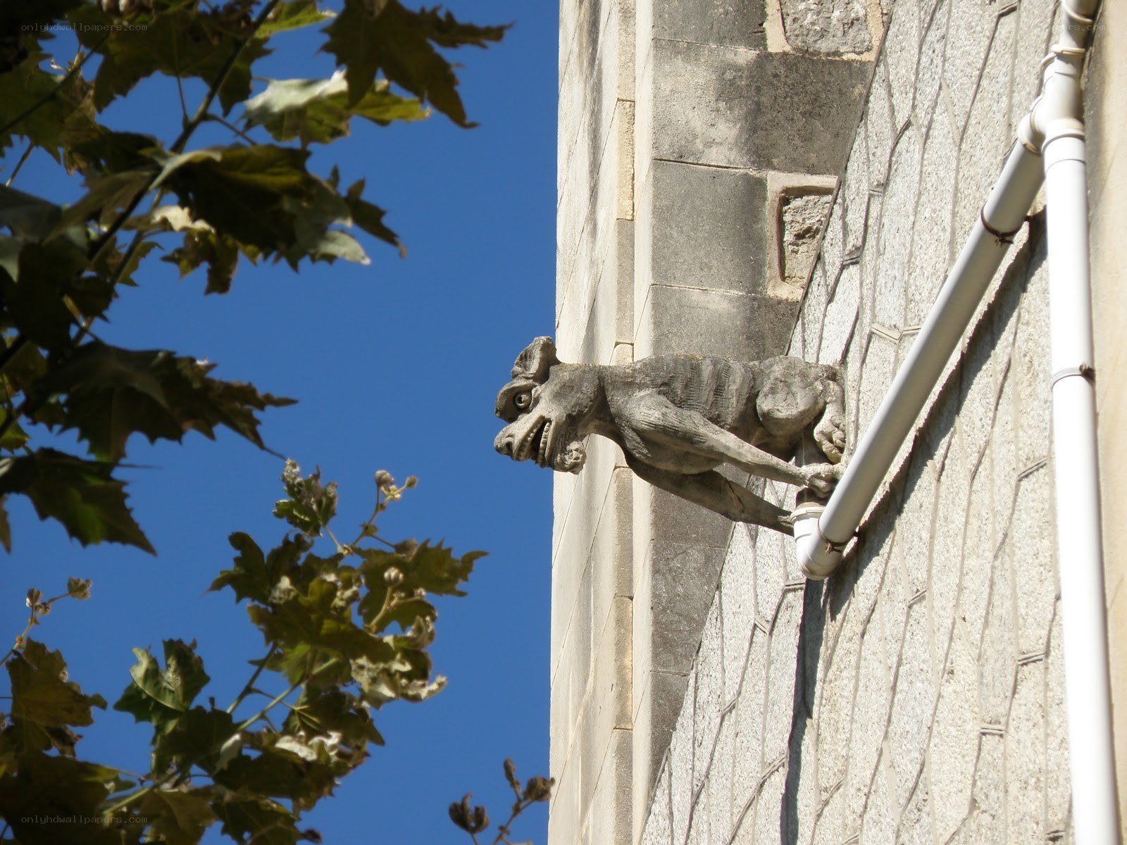 Stone gargoyle on building wall