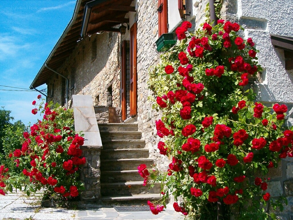 Stone house with red roses