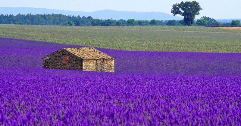 Stone Hut in Lavender Field
