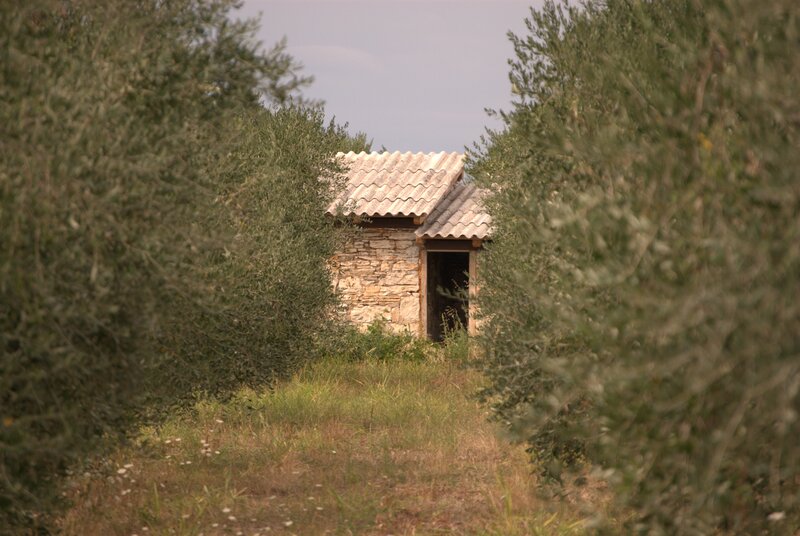 Stone hut in olive grove