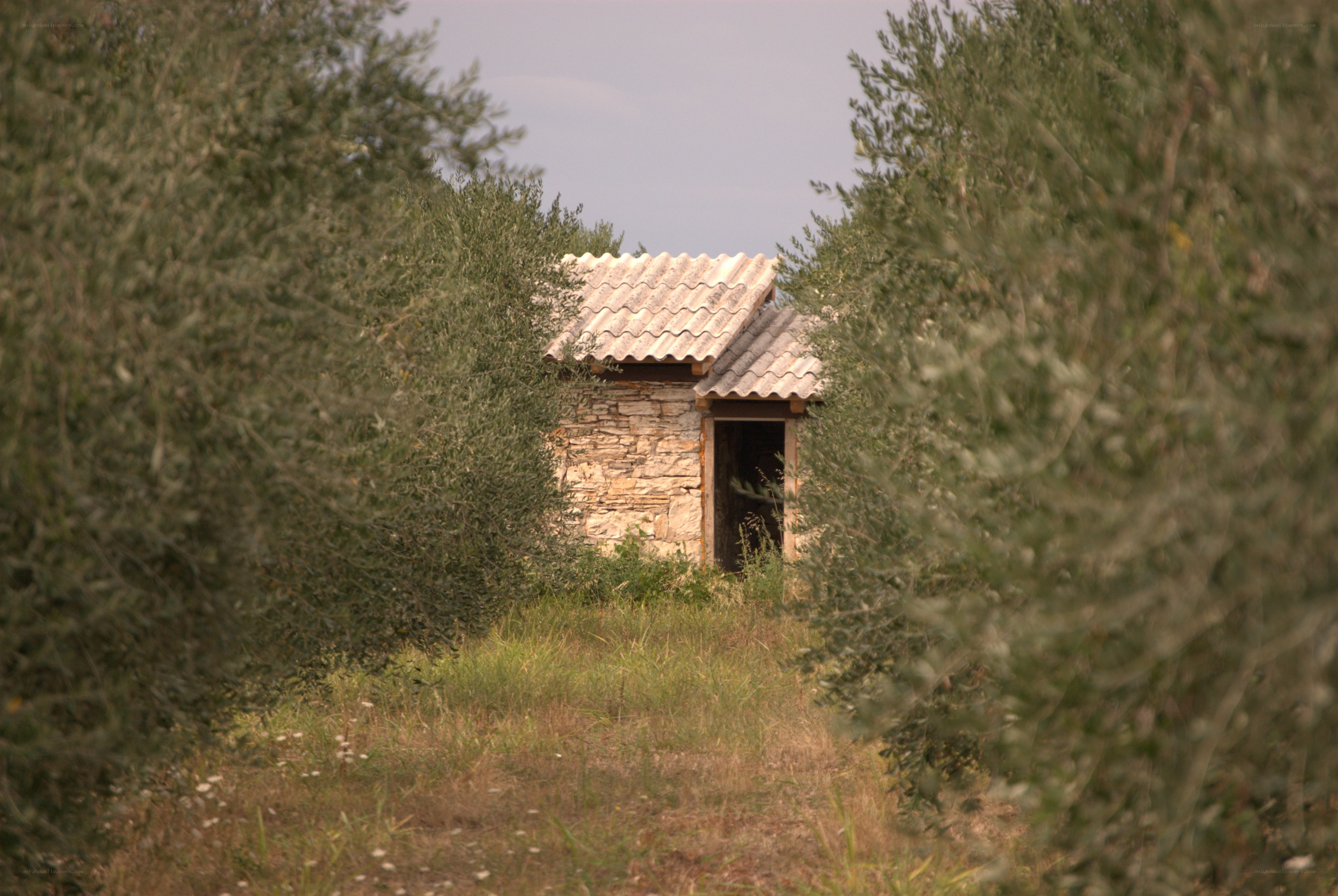 Stone hut in olive grove